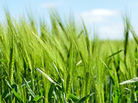 石家庄25亩果园出租